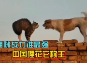 星空体育在线-关于激烈竞争引爆热情，谁能称王谁能败北的信息