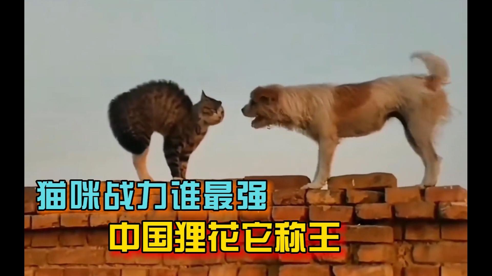 关于激烈竞争引爆热情，谁能称王谁能败北的信息